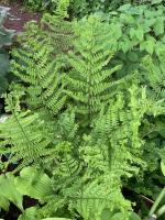 Папоротник  The King  (Щитовник родственный кристата)
