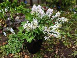 Хохлатки в наборе 3 вида  (фиолетовая, белая, коралловая 3 шт.)