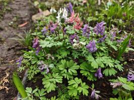 Хохлатки в наборе 3 вида  (фиолетовая, белая, коралловая 3 шт.)