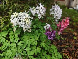 Хохлатки в наборе 3 вида  (фиолетовая, белая, коралловая 3 шт.)