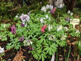 Хохлатки в наборе 3 вида  (фиолетовая, белая, коралловая 3 шт.)