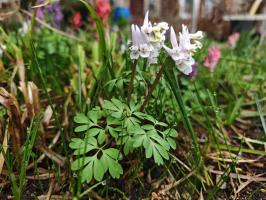 Хохлатки в наборе 3 вида  (фиолетовая, белая, коралловая 3 шт.)