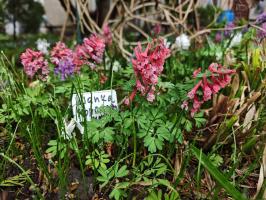 Хохлатки в наборе 3 вида  (фиолетовая, белая, коралловая 3 шт.)