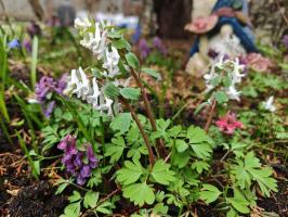 Хохлатки в наборе 3 вида  (фиолетовая, белая, коралловая 3 шт.)