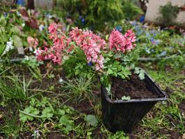 Хохлатка коралловая (сеянцы)