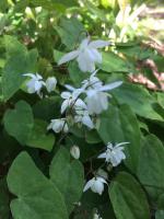 Горянка White queen