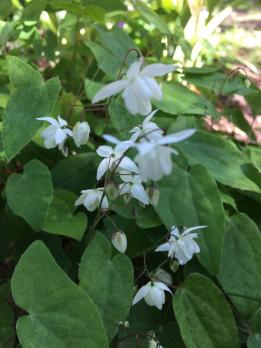 Горянка White queen