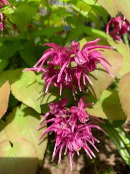 Горянка Yubae