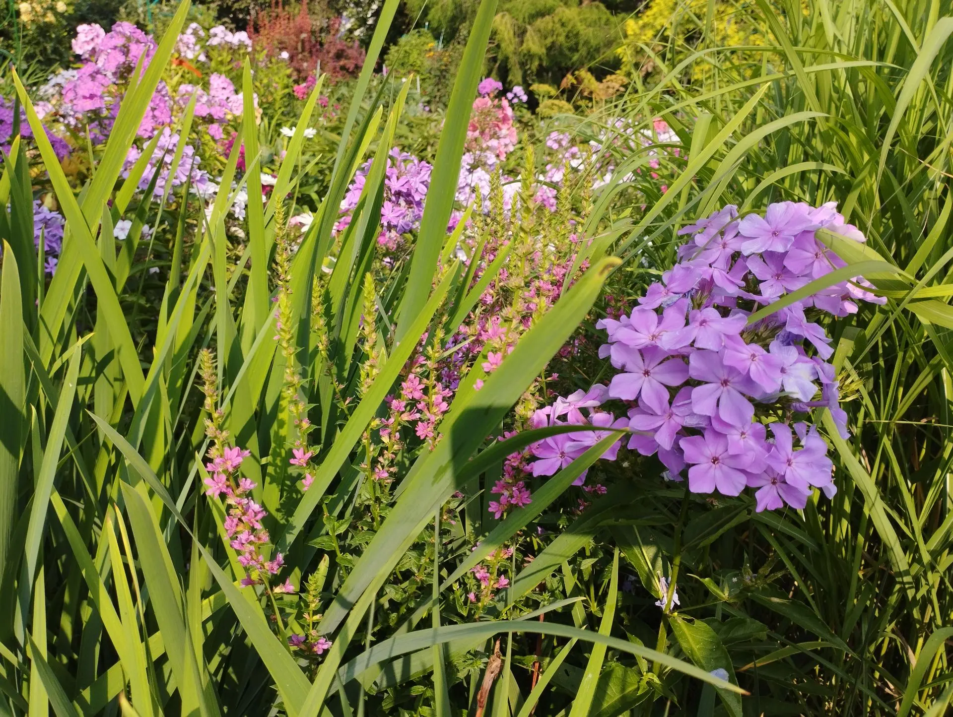 Дербенник Blush