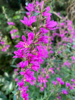 Дербенник Dropmore purple