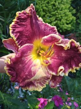 Лилейник Open season