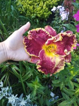 Лилейник Open season