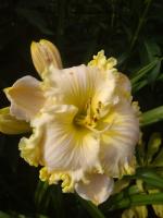 Лилейник Woоnder of it all