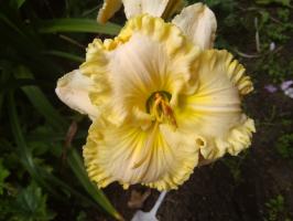 Лилейник Woоnder of it all