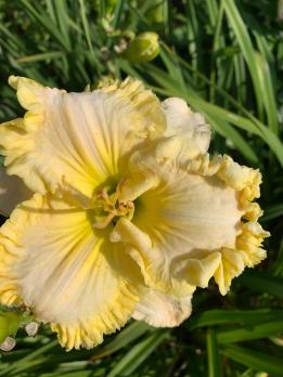 Лилейник Woоnder of it all