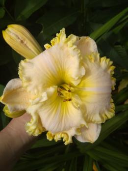 Лилейник Woоnder of it all