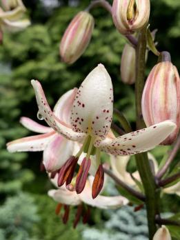 Лилия Albiflorum (мартагон)