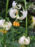 Лилия Alba (мартагон)