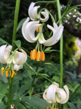 Лилия Alba (мартагон)