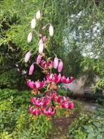 Лилия Claude shride (мартагон)