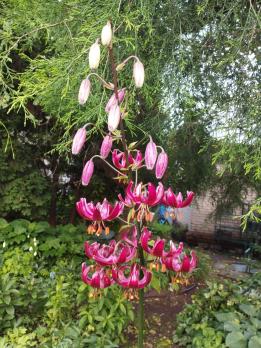 Лилия Claude shride (мартагон)