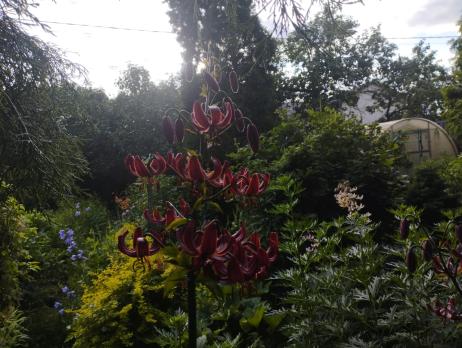 Лилия Claude shride (мартагон)