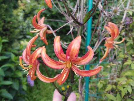 Лилия Orange marmalade (мартагон)