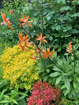 Лилия Orange marmalade (мартагон)