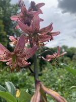 Лилия Pink attraction (мартагон)