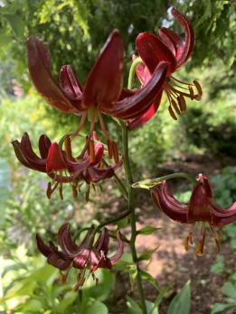 Лилия Russian morning