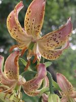 Лилия Slate's select  (мартагон)