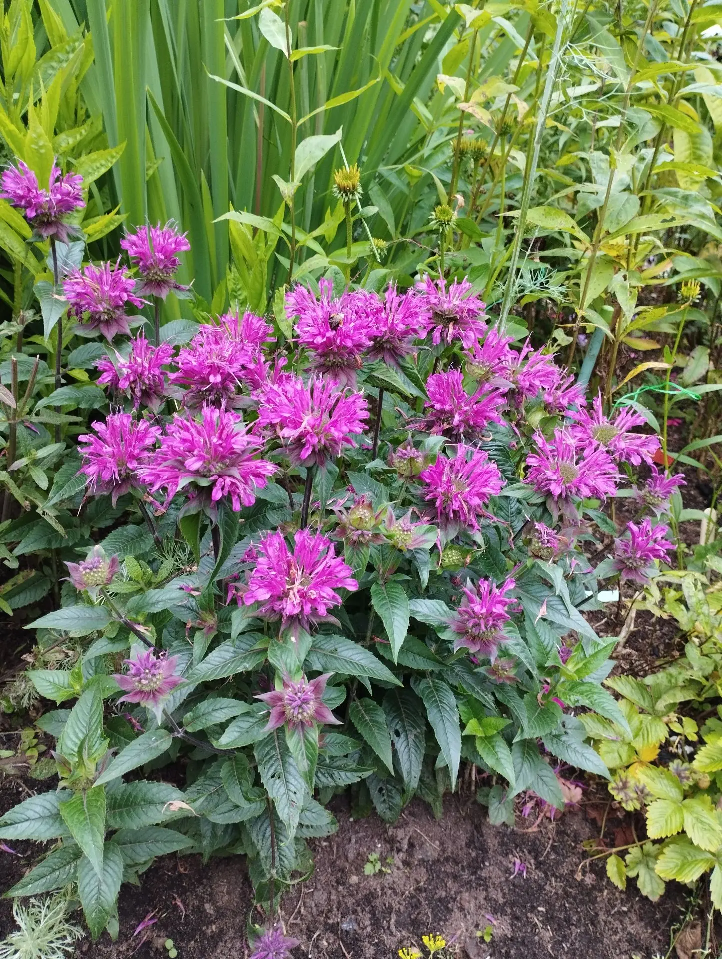 Монарда Cranberry lace