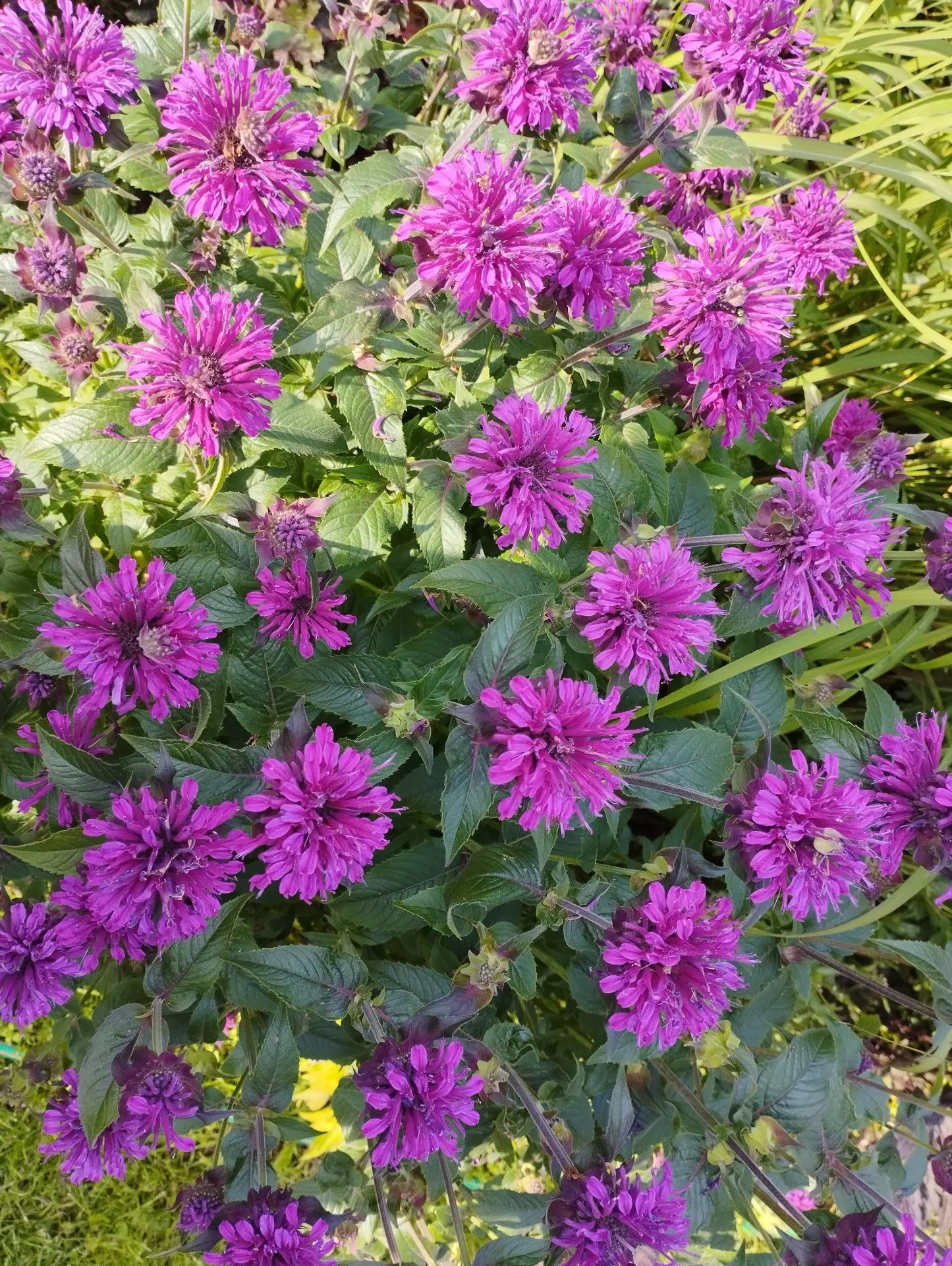 Монарда Cranberry lace