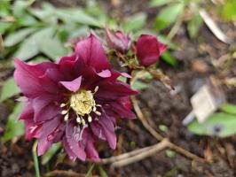 Морозник Double ellen red (Восточный)