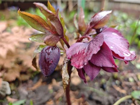 Морозник Double ellen red (Восточный)