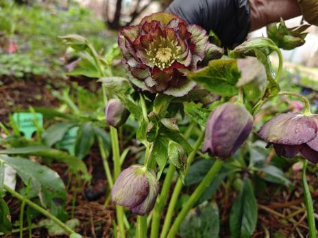 Морозник Double ellen picotee (Восточный)