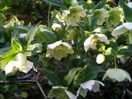 Морозник White lady (Восточный)