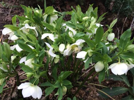 Морозник White lady (Восточный)