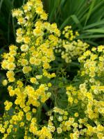 Астра Lemore (биссерная-солидастер)