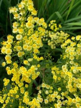 Астра Lemore (биссерная-солидастер)