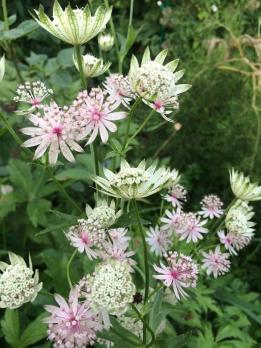 Астранция Magnum blush (Major)