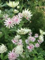 Астранция Snow star (Major)