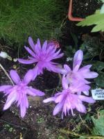 Безвременник WATERLILY