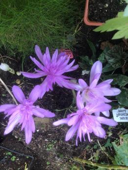 Безвременник WATERLILY