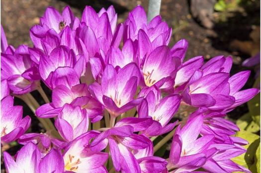 File:Colchicum speciosum Zimowit powabny 2021-09-18 01.jpg - Wikimedia Commons