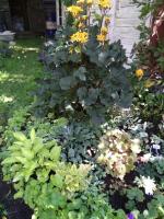 Бузульник Cafe noir