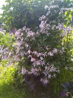 Гилления Рink profusion