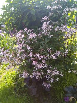 Гилления Рink profusion