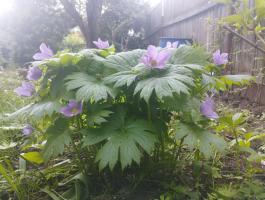 Глауцидиум (пальчатый)