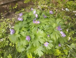 Глауцидиум (пальчатый)